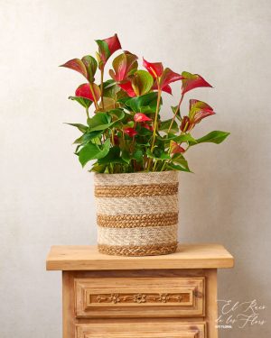 Anthurium rojo, plantas en floristería Montmeló