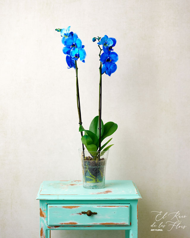 Orquidea de color azul floristería de Montmeló