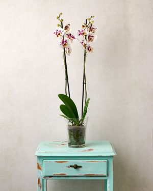 Orquidea de color blanco topeado morado floristería de Montmeló