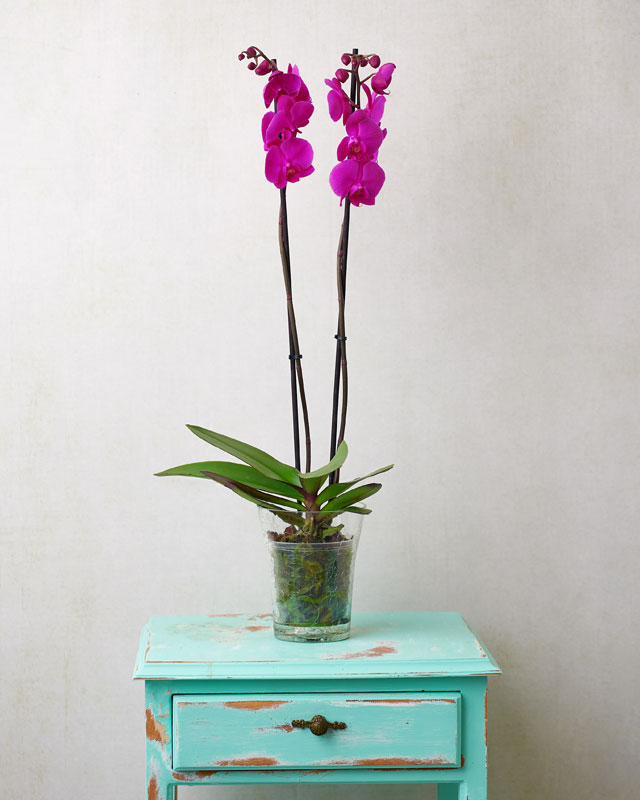 Orquidea de color fucsia floristería de Montmeló
