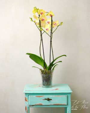 Orquidea de color lima en floristería de Montmeló