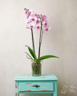 Orquidea de color rosa claro floristería de Montmeló