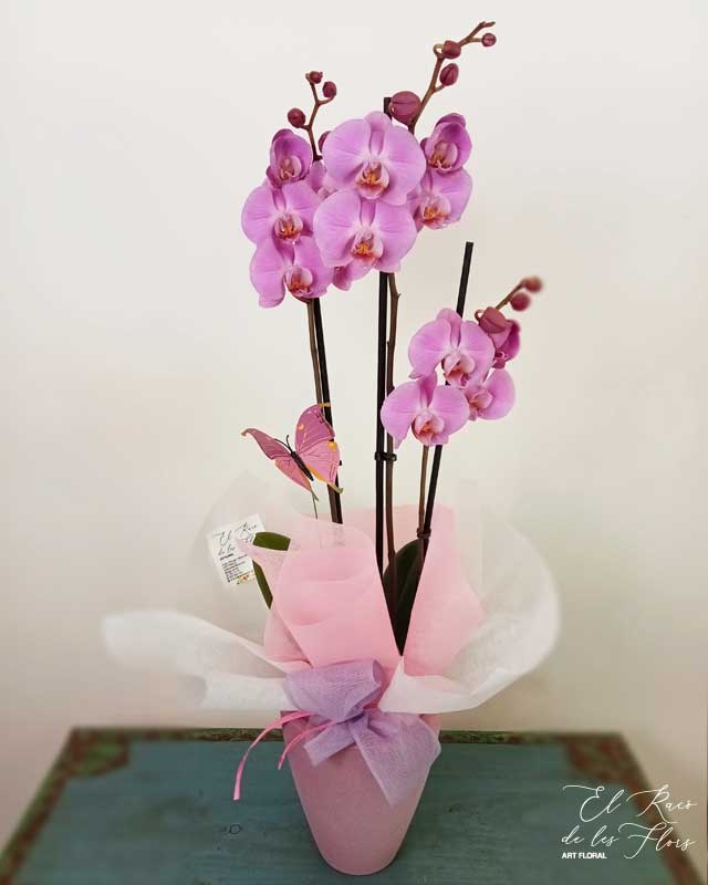 Orquídea día de la madre en Montmeló