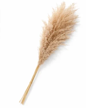 Pack de 10 pampas naturales secas sin elaborar, para poner en casa con un jarrón. La unidad no tiene mucho volumen pero el conjunto queda muy bien. El volumen total de las 10 juntas (como en la foto) es el siguiente: 18cm la parte más ancha x 37cm altura de pampas x 75cm altura total.