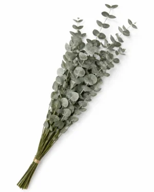 Eucalipto cinerera verde preservado