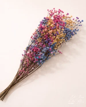 Flor seca y preservada sin elaborar, paniculata arcoiris