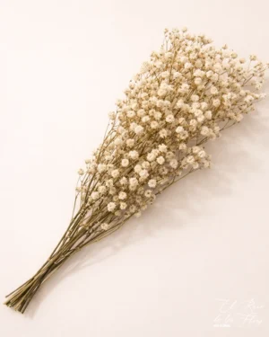 Paniculata preservada color natural Paquete a volumen aproximadamente 5 tallos. Altura 60cm