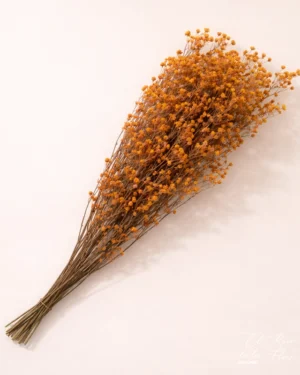 Ramilletes de paniculata preservada naranja