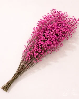 Paniculata preservada rosa