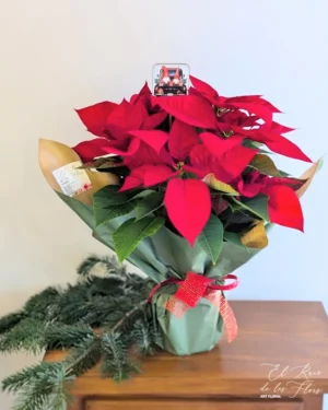 Ponsetia natural decorada Precio 12,90€ Maceta de 14cm de diámetro Papel Kraft verde oliva mate. Cinta brillante de algodón y pick de madera. Altura aproximada 55cm diámetro hojas 35cm