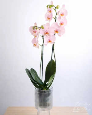 Orquídea phalaenopsis de dos varas florales. Altura de la planta. Jarrón de cristal especial para orquídea incluido. Diámetro 14cm Decorado con papel y cintas