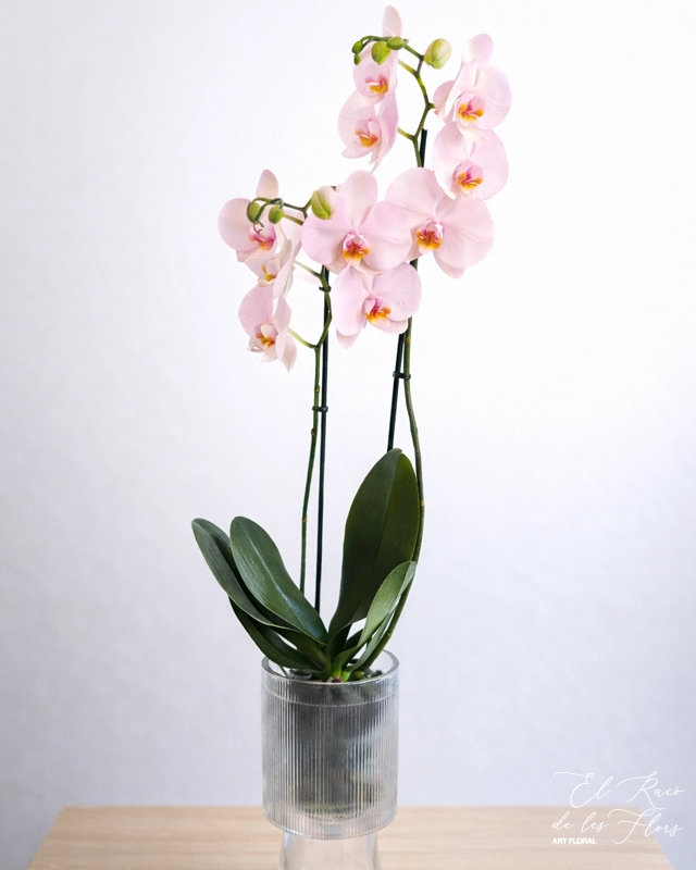Orquídea phalaenopsis de dos varas florales. Altura de la planta. Jarrón de cristal especial para orquídea incluido. Diámetro 14cm Decorado con papel y cintas