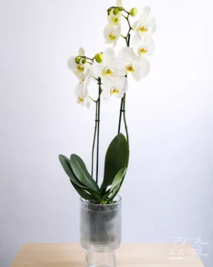 Orquídea phalaenopsis de dos varas florales. Altura de la planta. Jarrón de cristal especial para orquídea incluido. Diámetro 14cm Decorado con papel y cintas